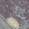 Cellar Spider