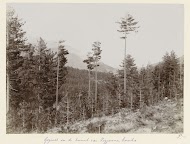 Naaldbomen bos op Corsica