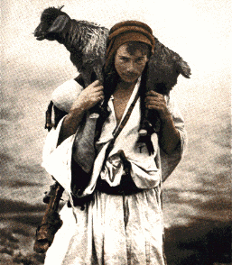 Ovelha sendo resgatada por um pastor [www.BiblePictureGallery.com]