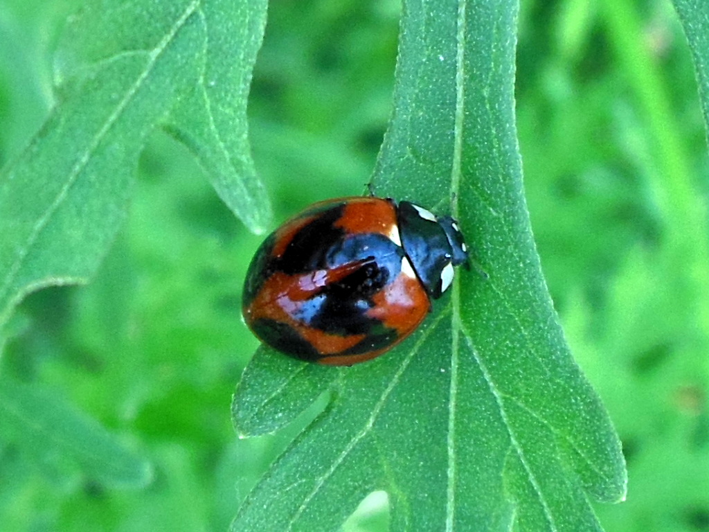 Transverse Ladybird