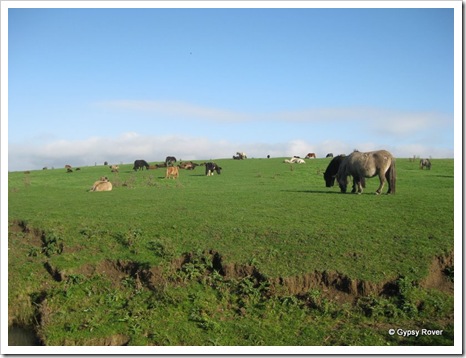 Granny Buttons NZ 062