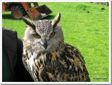 Eurasian Eagle Owl.