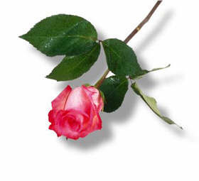 rose.jpg