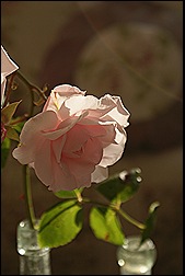 blog 15 blog 15