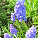 Grape Hyacinth