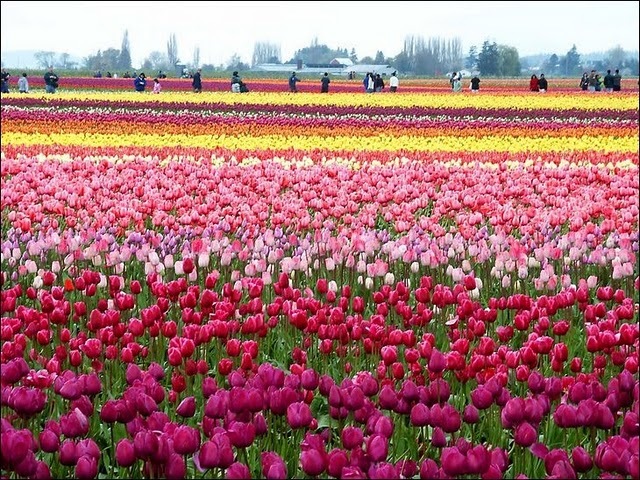 [tulip-fields8[4].jpg]