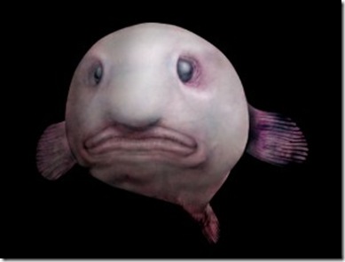 Blobfish_2-300x228