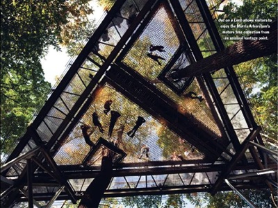 forest canopy at Morris Arboretum 