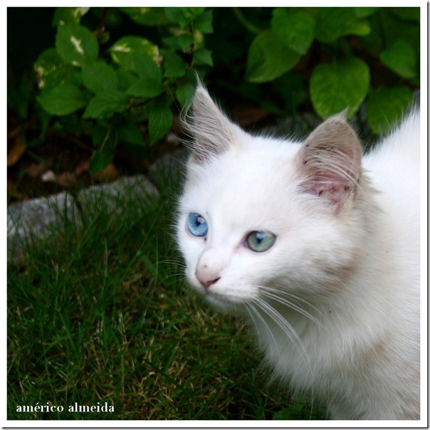 gato branco com olhos azuis e verdes