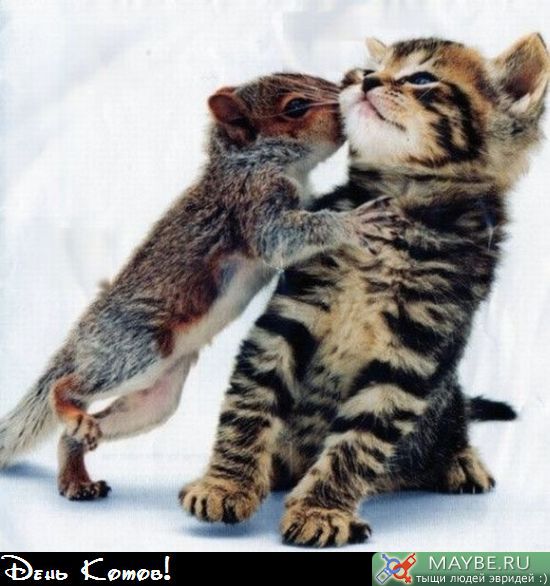 http://lh6.ggpht.com/_V7PBSO8dEH4/TL1tL8TtmLI/AAAAAAAAAB0/hAEMOQeHVHA/s800/%D0%9A%D0%BE%D1%82%D1%91%D0%BD%D0%BE%D0%BA%20%D0%B8%20%D0%B1%D0%B5%D0%BB%D0%BA%D0%B0.jpg