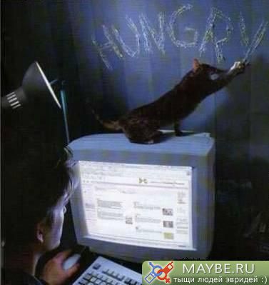 http://lh6.ggpht.com/_V7PBSO8dEH4/TO0r9YjnvsI/AAAAAAAAAF8/HhUUmc2HOLw/s800/%D0%BA%D0%BE%D1%82%20%D0%B3%D0%BE%D0%BB%D0%BE%D0%B4%D0%BD%D1%8B%D0%B9.jpg