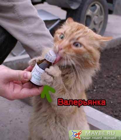 http://lh6.ggpht.com/_V7PBSO8dEH4/TPN_F99vQvI/AAAAAAAAAHU/eYPhFPydZ6I/s800/%D0%BA%D0%BE%D1%82%20%D1%81%20%D0%B2%D0%B0%D0%BB%D0%B5%D1%80%D1%8C%D1%8F%D0%BD%D0%BA%D0%BE%D0%B9.jpg