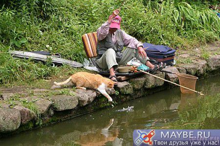 http://lh6.ggpht.com/_V7PBSO8dEH4/TPN_FiWEgWI/AAAAAAAAAHM/F9HDZWlMVwc/s800/%D0%BA%D0%BE%D1%82%20%D0%B8%20%D1%80%D1%8B%D0%B1%D0%BE%D0%BB%D0%BE%D0%B2.jpg