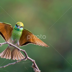 Green Bee eater.....landing by Jignesh Chauhan - Animals Birds
