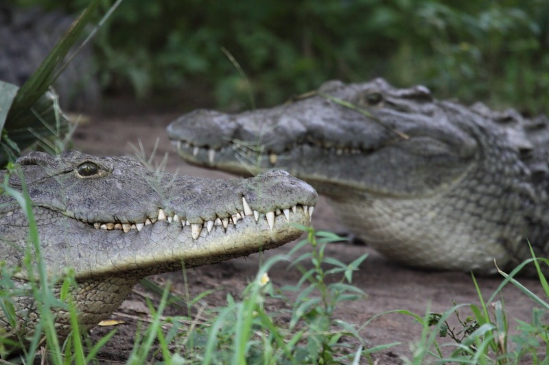 [nile crocodiles[2].jpg]