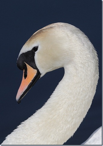 mute swan head