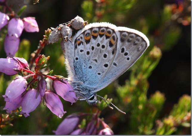 silver_studded_blue