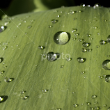 Water On The Leaf by Becky McGuire -  