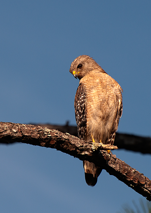 Red-shouldered Hawk | Project Noah