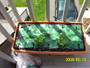 spinach, toy choi seed planted in new growbox