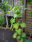 Japanese and tendergreen cukes - doing better now the A/C is off (they're in its heat outflow)