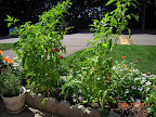 23 week mini stuffing peppers, harvesting, and renewed flowering - little powerhouses