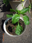 6 week carmen pepper, with buds - thriving in bigger pot
