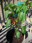 9 week carmen pepper, flowering, not holding onto fruit yet. Indoor-outdoor plant atm.