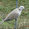 Collared Dove or Eurasian Collared Dove