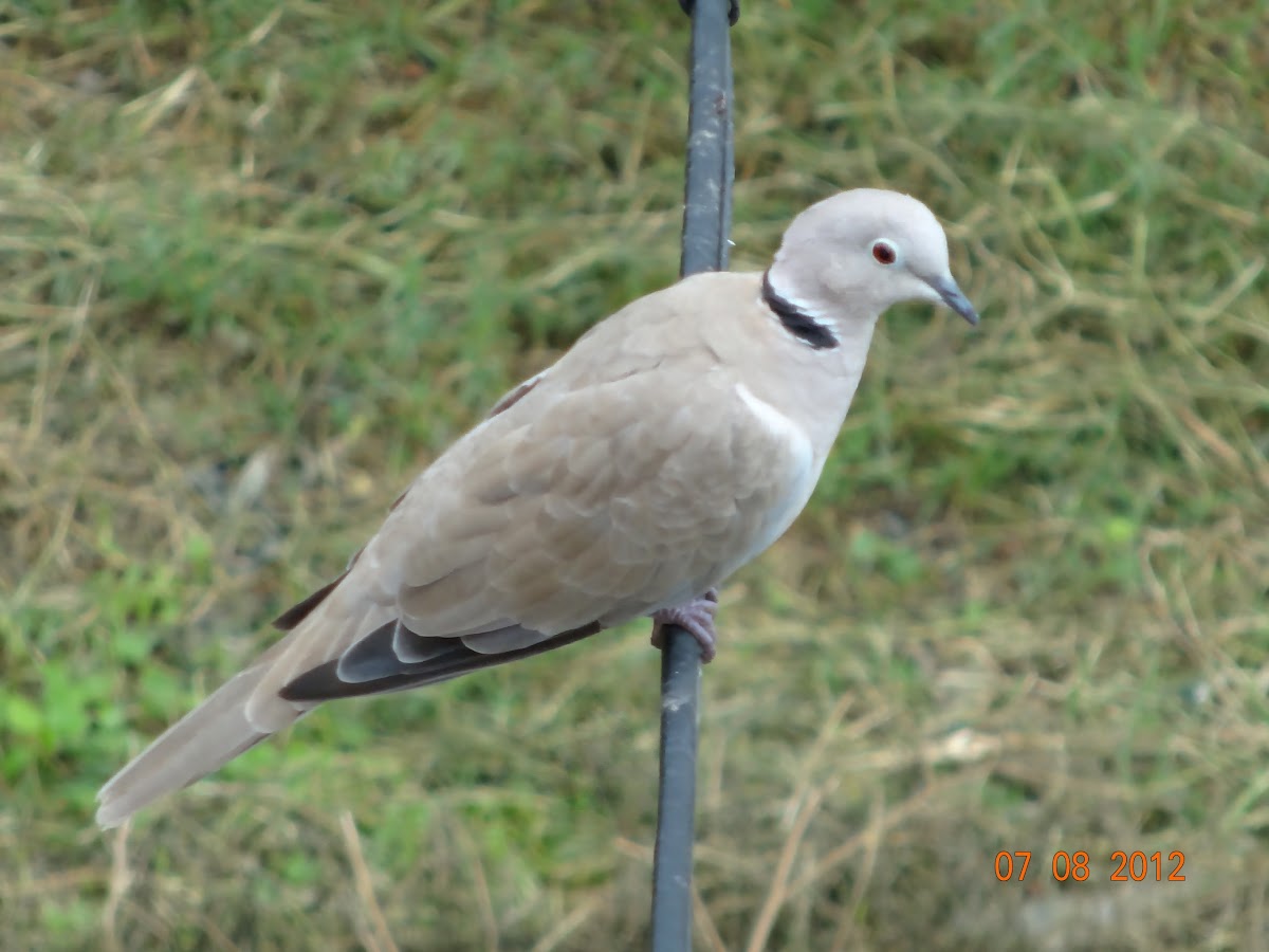 Collared Dove or Eurasian Collared Dove