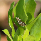 Beet Webworm Moth