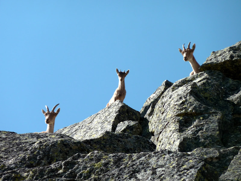 Cabras