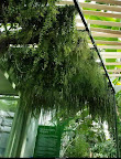 serre_du_museum_national_d’histoire_naturelle_paris_vegetal_ceiling_1.jpg