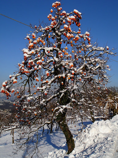 DSC03255.JPG
