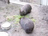 Wombats-only can find at Mebourne
