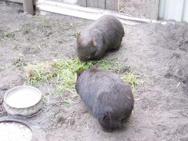 Wombats-only can find at Mebourne