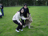 Handfeed Kangaroos
