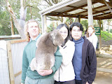 Koala Bears