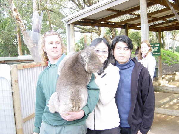 Koala Bears
