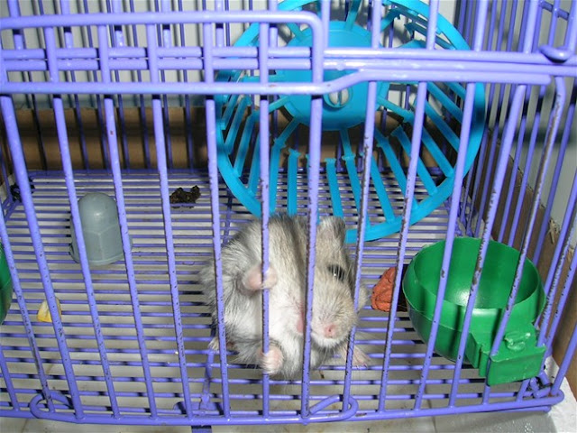 闹情绪