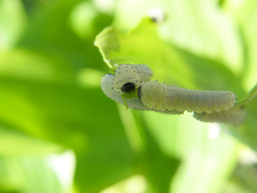 DSCF4211.JPG