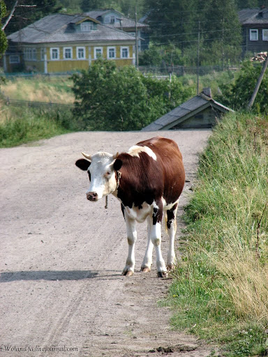 Осударева дорога. Карелия 2010. 
