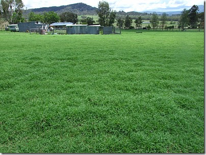 grass after rain near tamworth