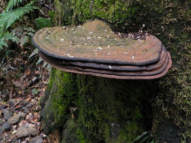 [20100925-13-42-08-mt-hyland-nature-reserve--in-the-rainforest--fungus[4].jpg]