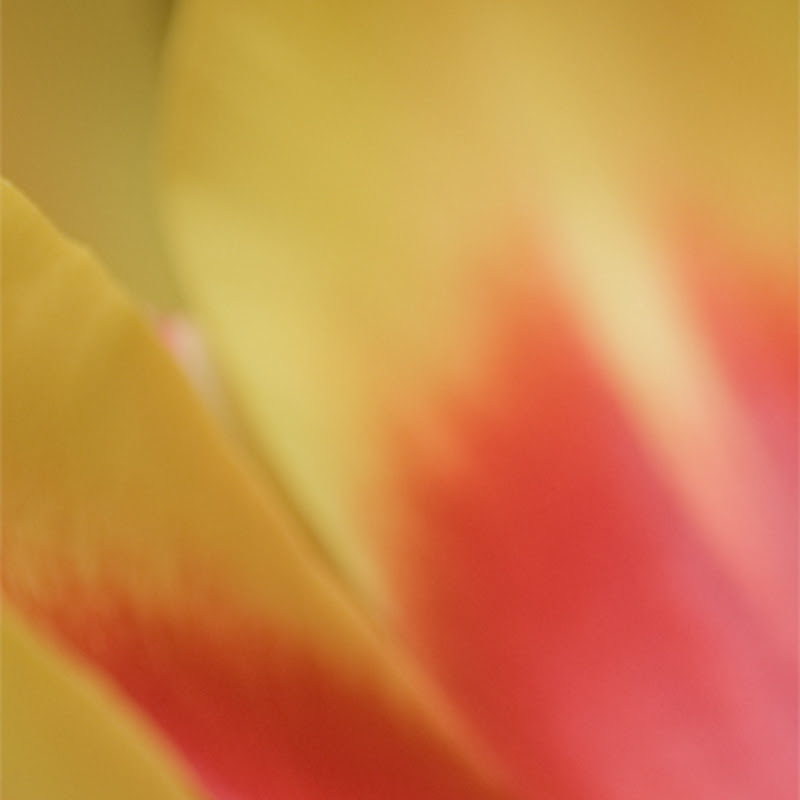 Tulipan i påskefarger