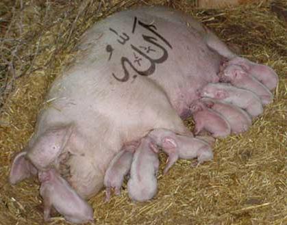piglet4.jpg