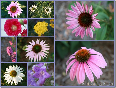 flower_collage_june
