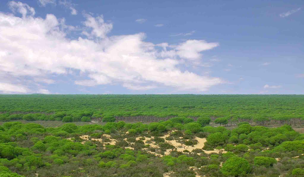 Laguna del Jaral, Doñana