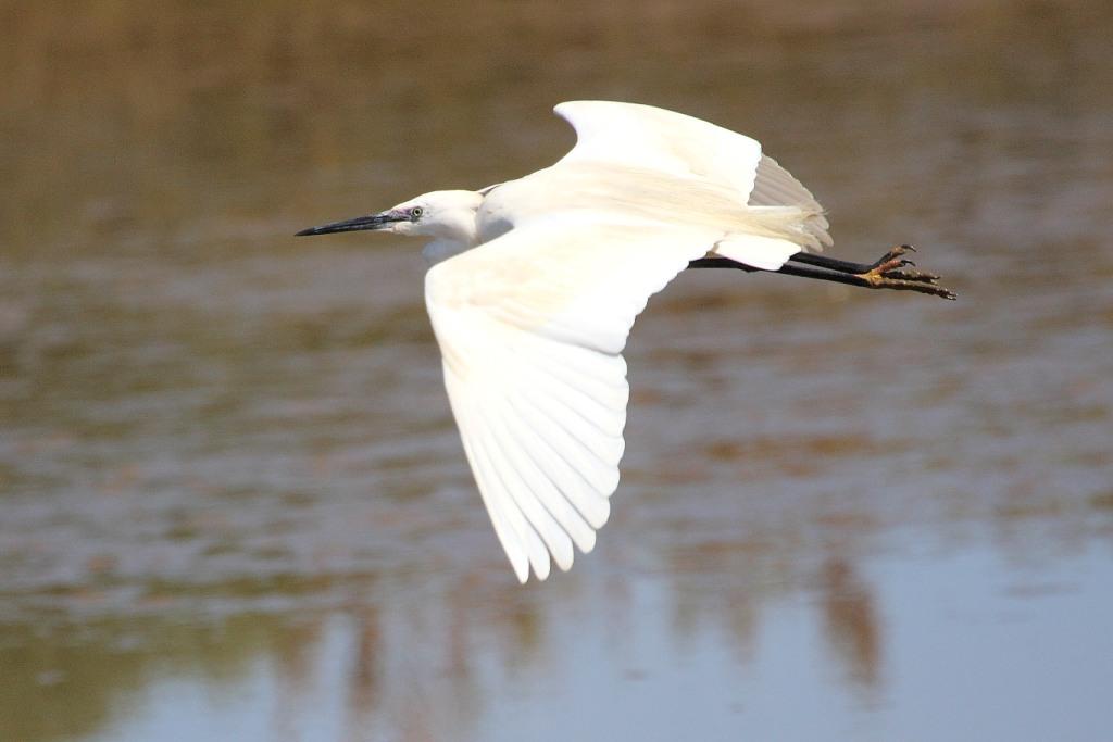 Garceta en Doñana