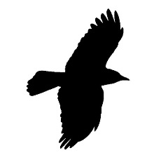 Чёрная птица
